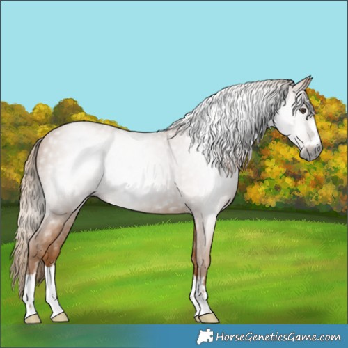 Horse Color:Gray Chestnut 