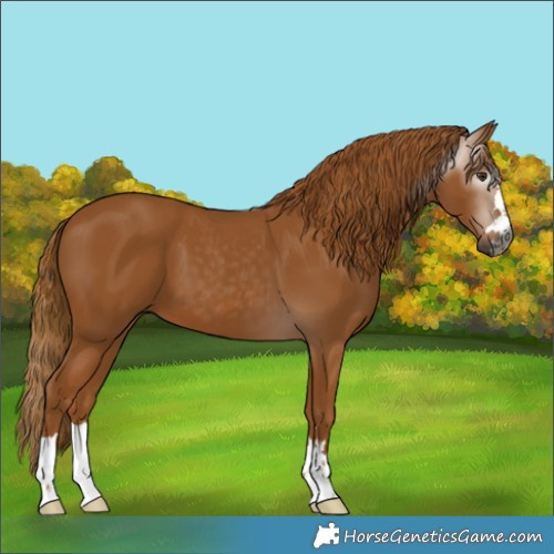 Horse Color:Gray Chestnut 