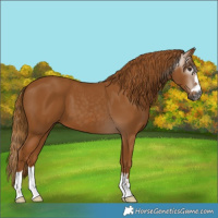 Horse Color:Gray Chestnut 