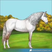 Horse Color:Gray Chestnut 
