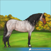 Horse Color:Bay Roan 