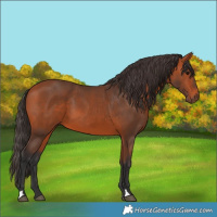 Horse Color:Bay 