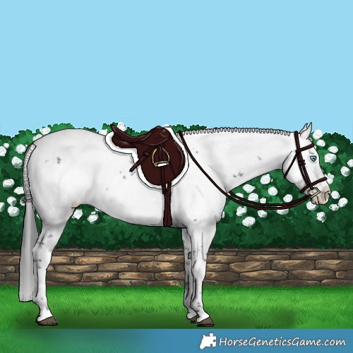 Horse Color:Black Frame 