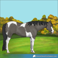 Horse Color:Grullo Tobiano 