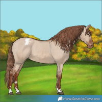 Horse Color:Red Dun Snowcap 