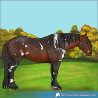 Horse Color:White Spotted Bay 