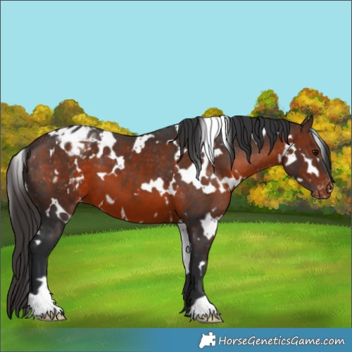 Horse Color:White Spotted Brown Appaloosa