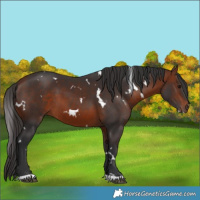 Horse Color:White Spotted Bay 