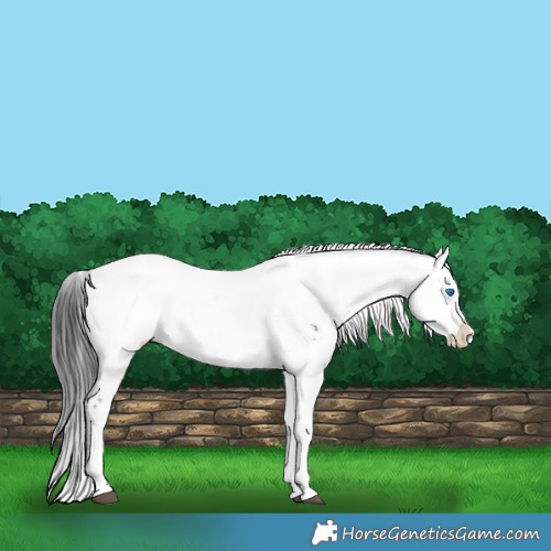 Horse Color:Black Frame 