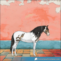 Horse Color:Buckskin Tobiano Appaloosa 