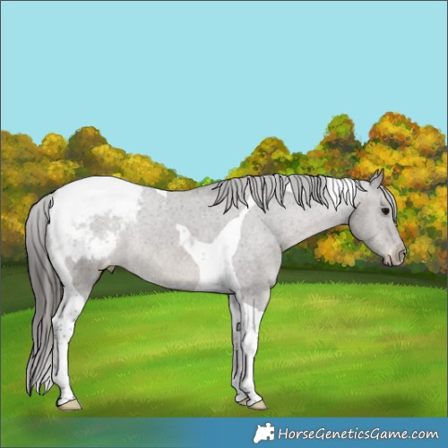 Horse Color:Grullo Tobiano Appaloosa Rabicano 