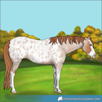 Horse Color:Red Roan Splash Appaloosa 