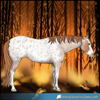 Horse Color:Red Roan Splash Near Leopard 