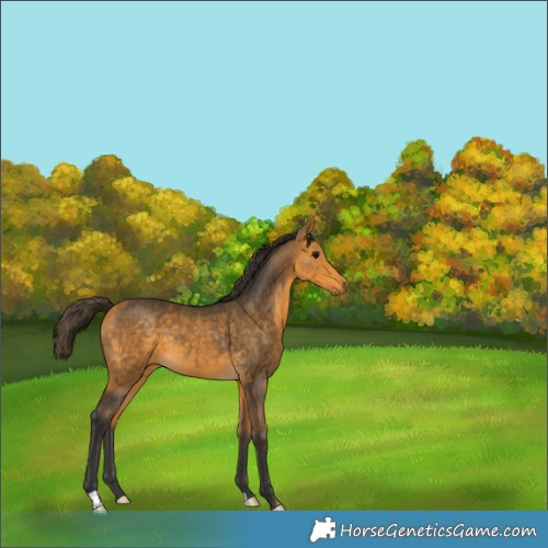 Horse Color:Buckskin 