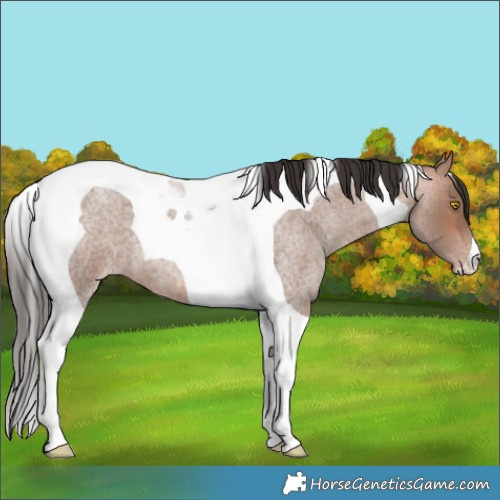 Horse Color:Sable Champagne Roan Tobiano 