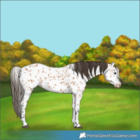 Horse Color:Bay Tobiano Appaloosa 