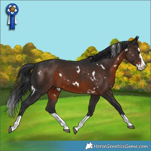 Horse Color:White Spotted Brown Splash Rabicano 