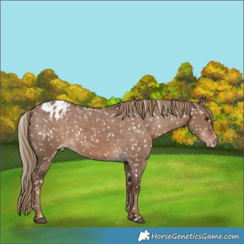 Horse Color:Liver Red Dun Appaloosa 