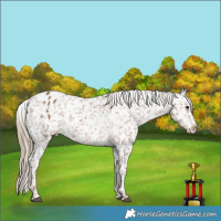 Horse Color:Liver Red Dun Appaloosa 