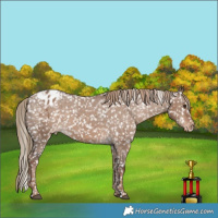 Horse Color:Liver Red Dun Appaloosa