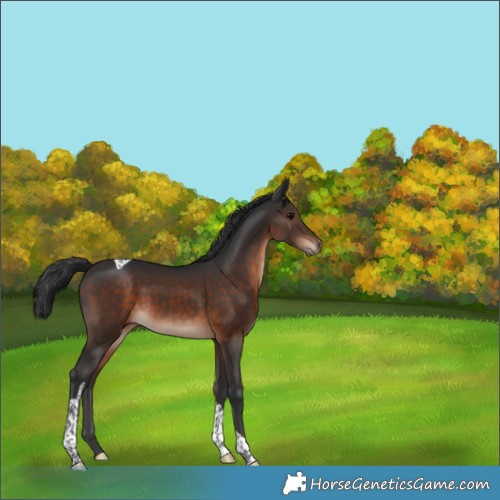 Horse Color:Brown Tobiano 