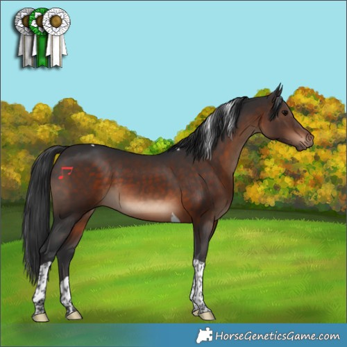 Horse Color:Brown Tobiano 