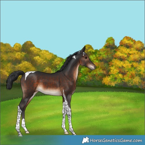Horse Color:Brown Tobiano 