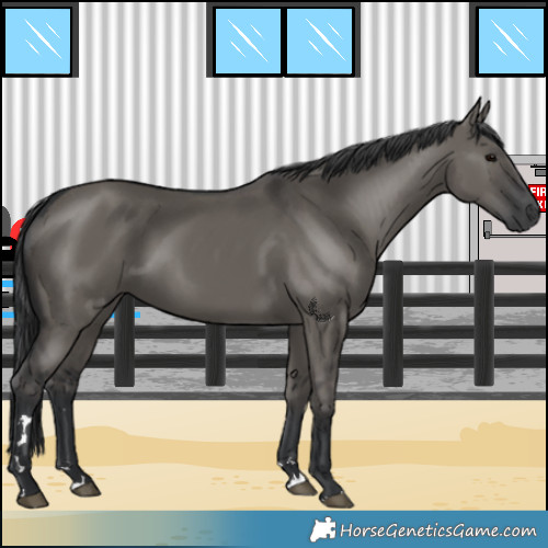 Horse Color:Grullo 