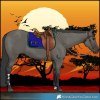 Horse Color:Grullo