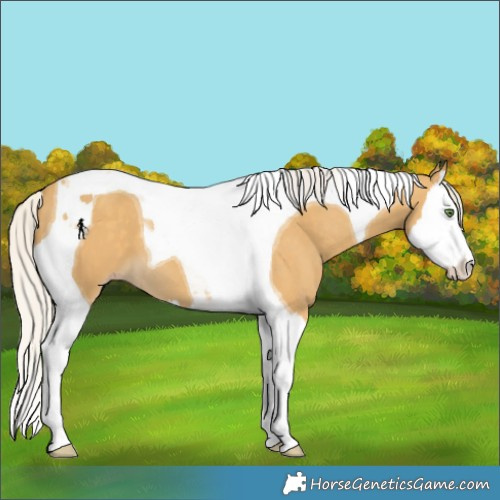 Horse Color:Silver Classic Cream Champagne Splash Tobiano