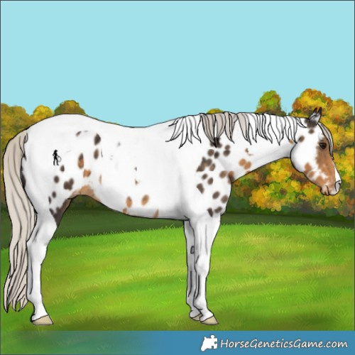 Horse Color:Silver Smoky Black Tobiano Appaloosa