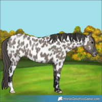 Horse Color:Grullo Appaloosa