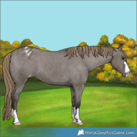 Horse Color:Smoky Grullo Varnish