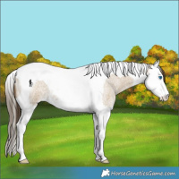 Horse Color:Classic Cream Champagne Roan Splash Tobiano