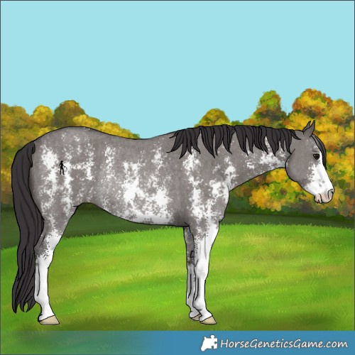 Horse Color:Smoky Grullo Sabino Rabicano 