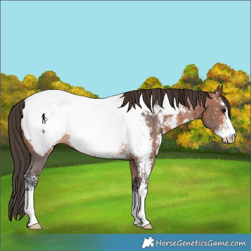Horse Color:Bay Sabino Appaloosa