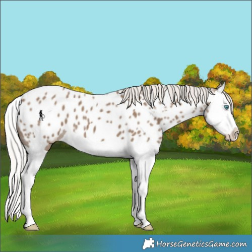 Horse Color:Silver Grullo Splash Appaloosa 