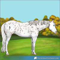 Horse Color:Silver Grullo Splash Appaloosa