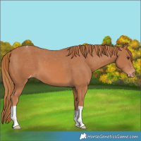 Horse Color:Chestnut Varnish 