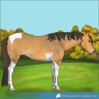 Horse Color:Buckskin Tobiano 
