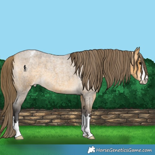 Horse Color:Buckskin Roan Appaloosa 