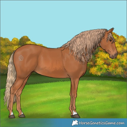 Horse Color:Chestnut 