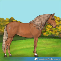 Horse Color:Chestnut 