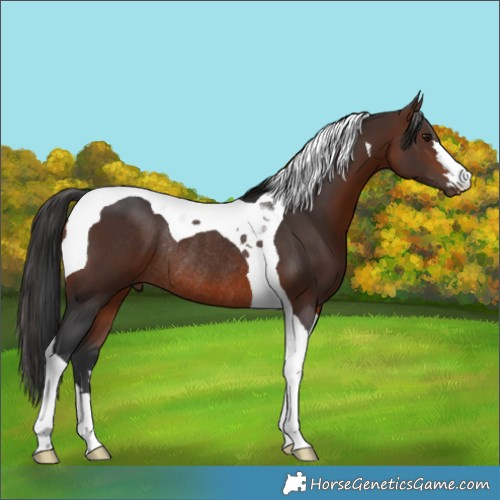 Horse Color:Brown Tobiano Rabicano 