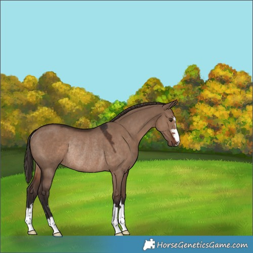 Horse Color:Liver Red Dun Rabicano 