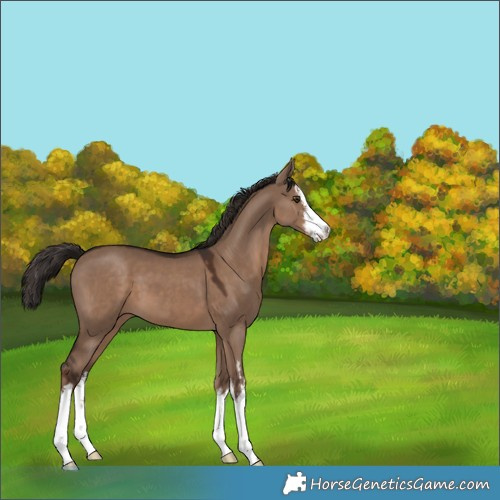 Horse Color:White Spotted Liver Red Dun 