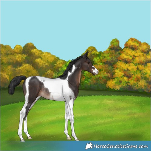 Horse Color:Brown Tobiano Rabicano