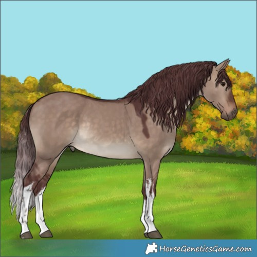 Horse Color:White Spotted Chocolate Brown Dun Rabicano