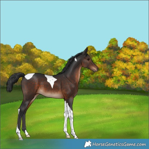 Horse Color:Brown Tobiano 