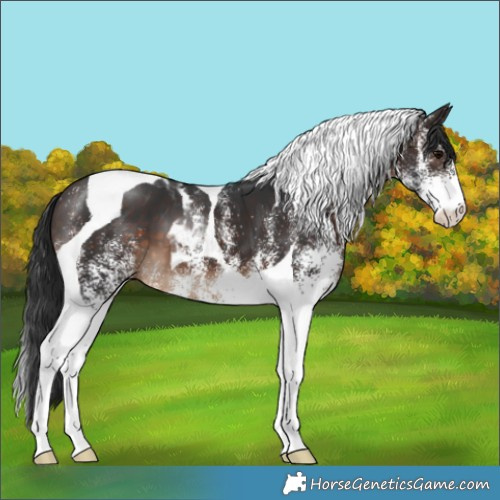 Horse Color:White Spotted Brown Tobiano 